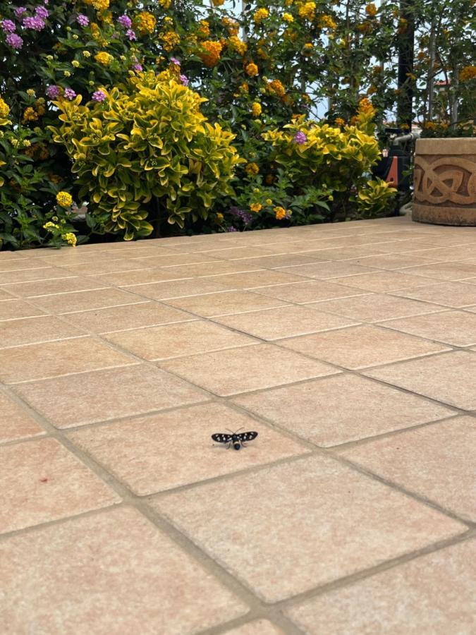 Residenza De Luca B&B トロペーア エクステリア 写真